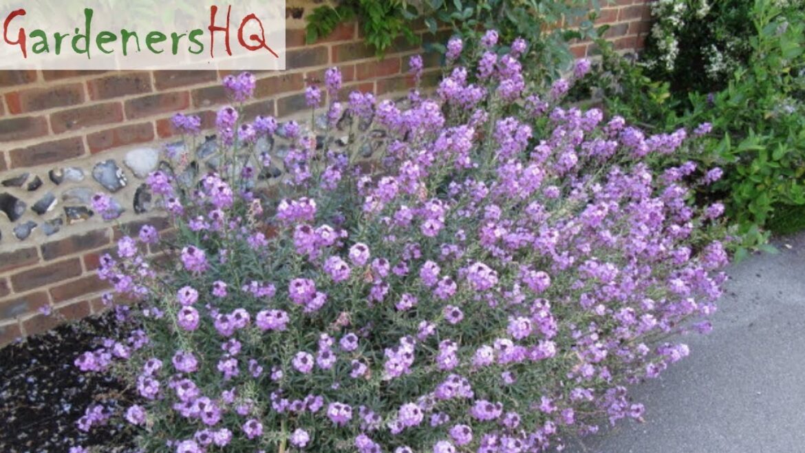Erysimum (Wallflower) Growing Guide by Gardener's HQ