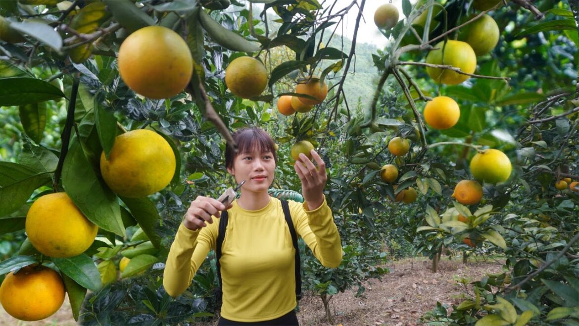 Harvesting Orange Goes to the village sell - Gardening, Farming - Green forest life