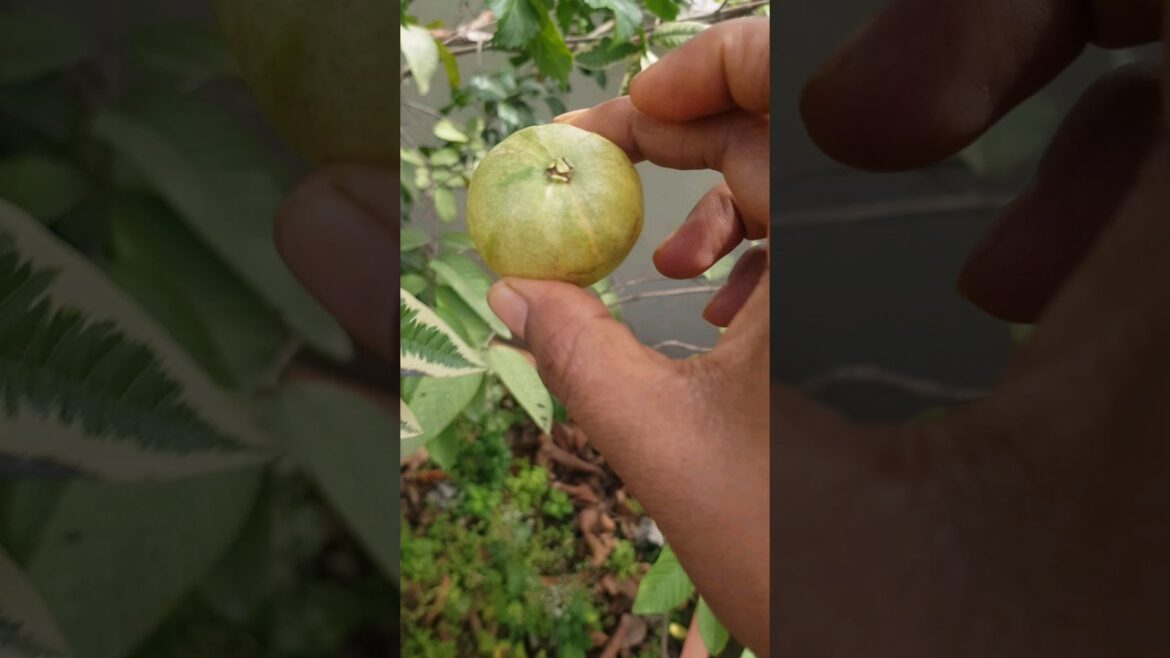 Verigated Jaama in my terrace garden | #shorts #ytshorts #viral #GrowWithSujatha Verigated Jaama in my terrace garden | #shorts #ytshorts #viral #GrowWithSujatha