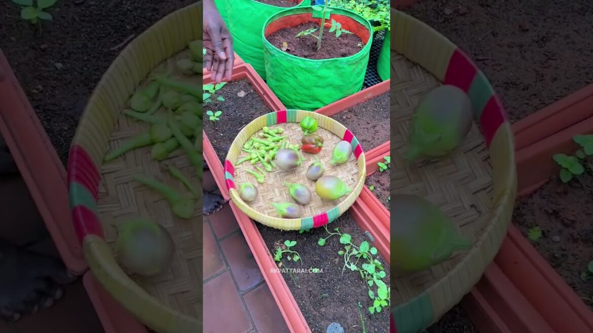 முத்து முத்தா மூக்குத்தி அவரை  மாடித்தோட்டத்தில் ஒரு மகத்தான அறுவடை !!!!