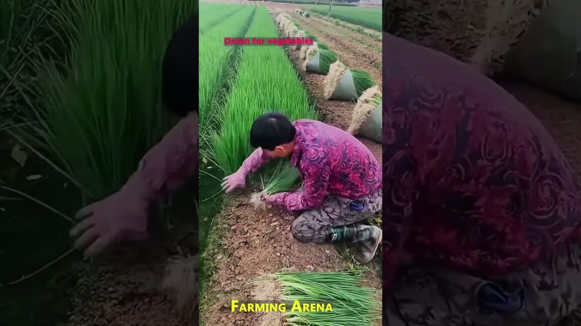 Onion Plant for Chinese vegetables recipe | Farming Arena #satisfying