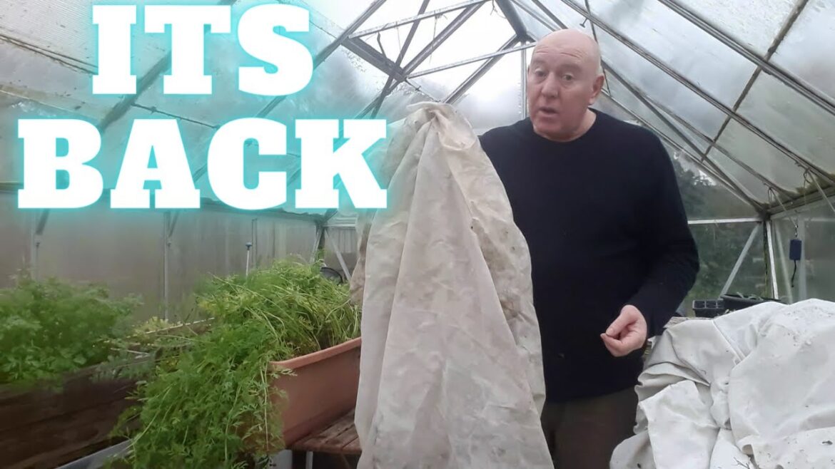The  Frost Is Back [Gardening Allotment UK] [Grow Vegetables At Home ]