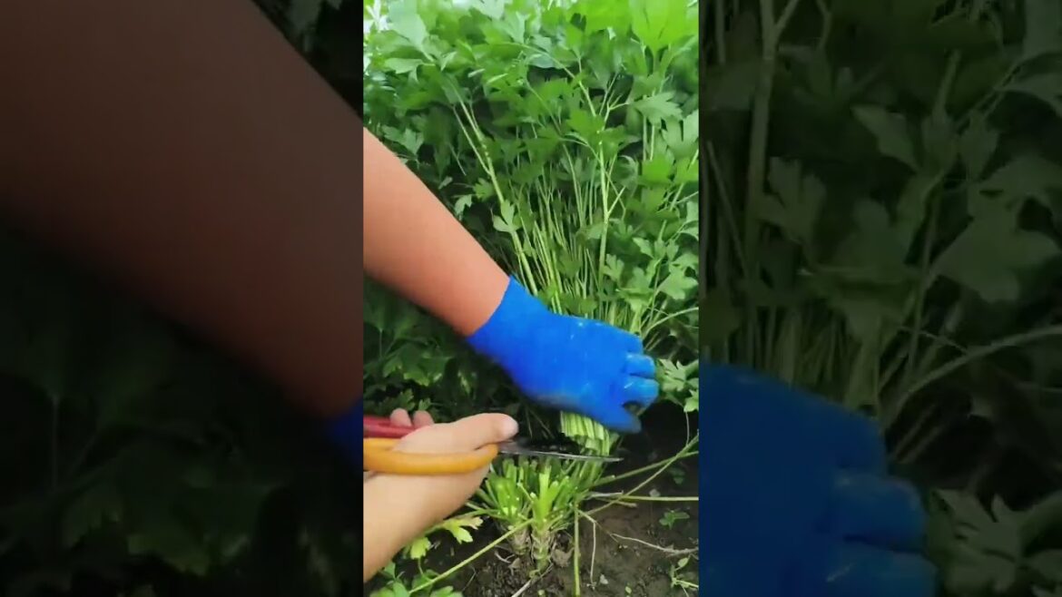 I growing garden and vegetable by MeiMei #shorts #garden #vegetable I growing garden and vegetable by MeiMei #shorts #garden #vegetable