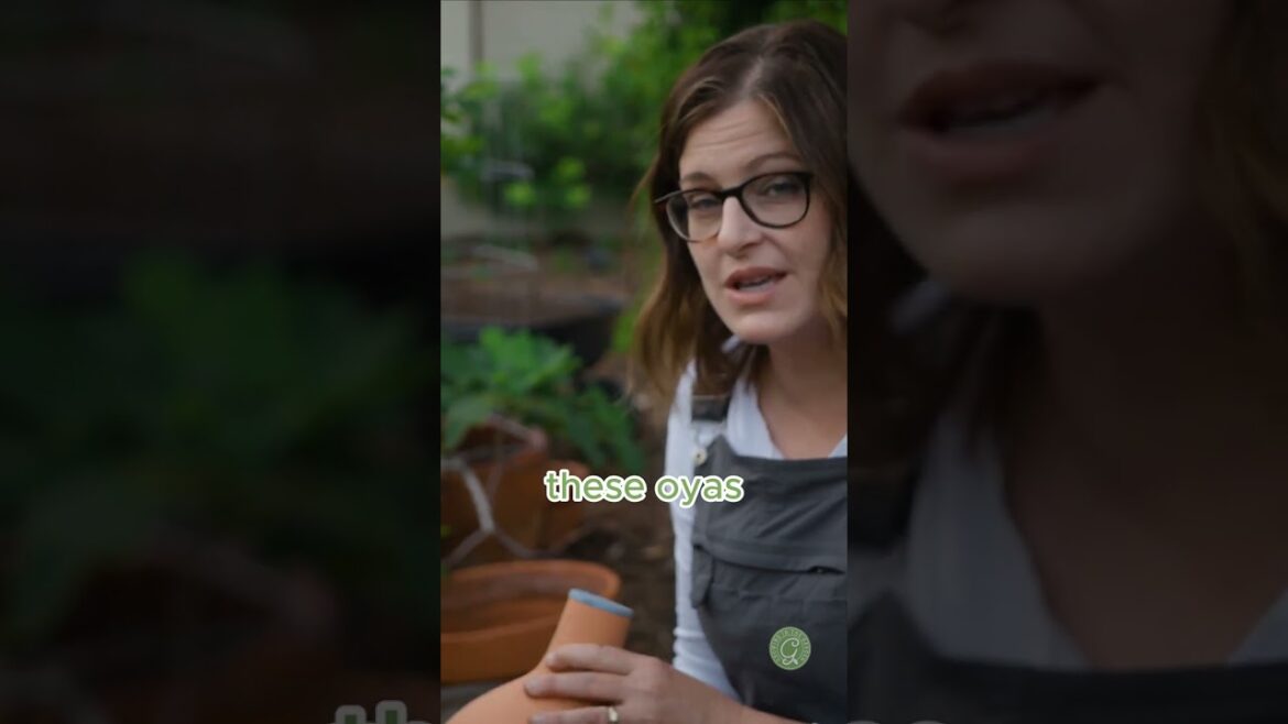 Best way to water containers #watering #oyas Best way to water containers #watering #oyas