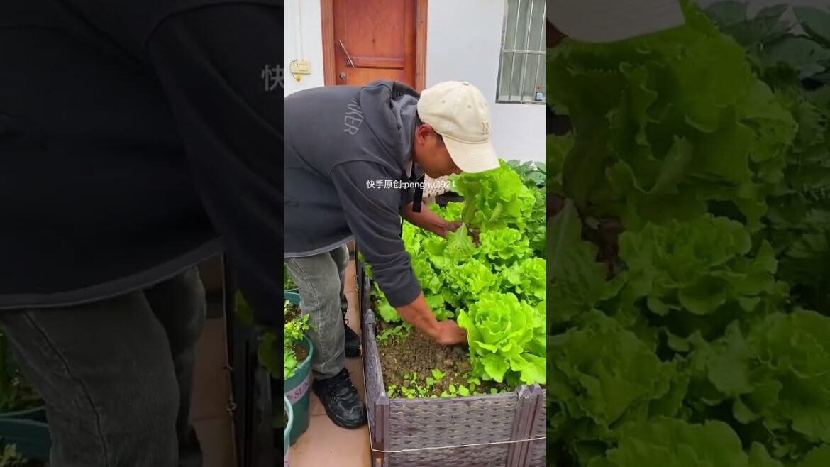 how to  gardening tips vlog at home/ happiness life #gardentips #short