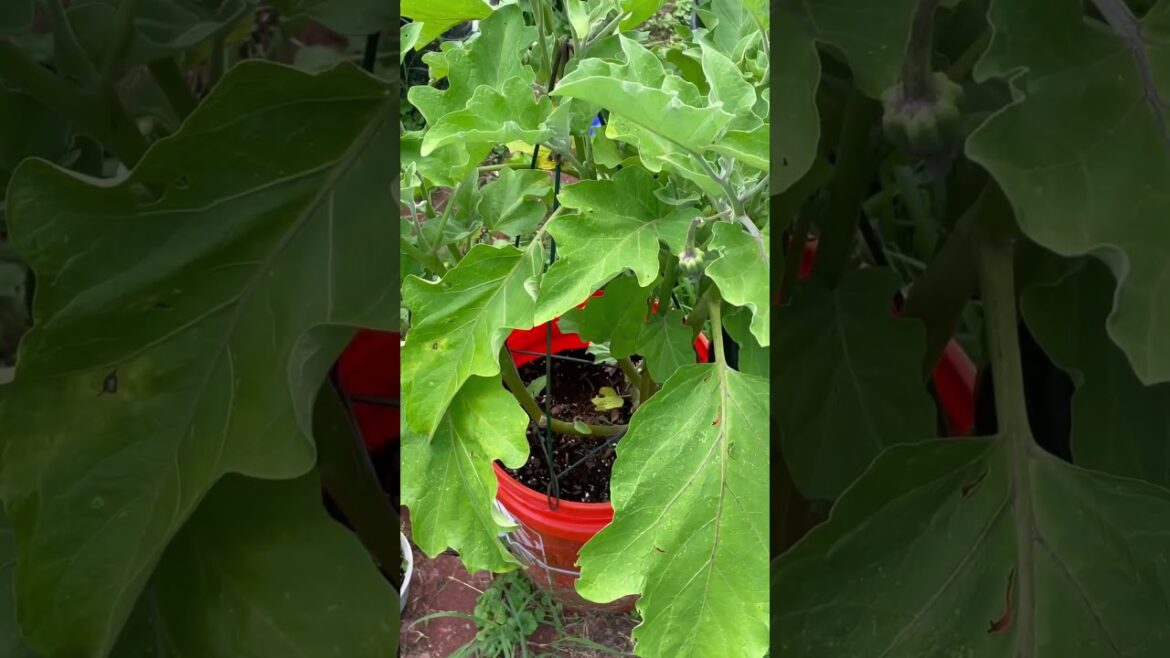 Backyard Garden Update: Discover the Stunning Flowers and Abundant Harvests #shorts Backyard Garden Update: Discover the Stunning Flowers and Abundant Harvests #shorts