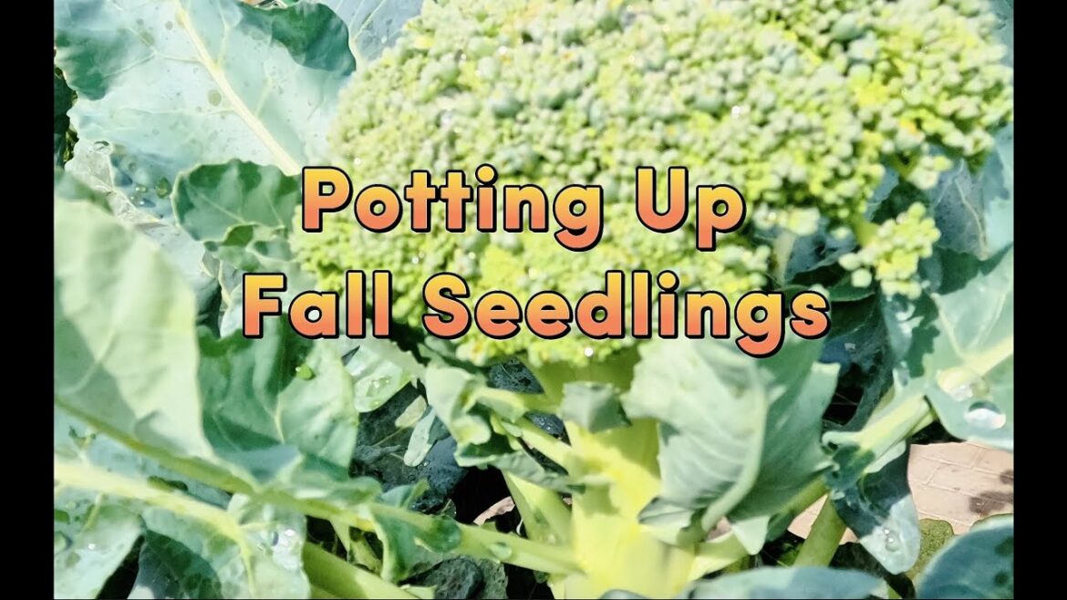 Potting Up Fall Seedlings