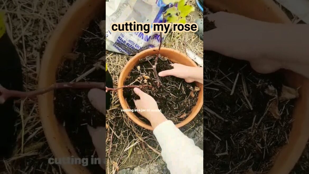 Cutting My Garden Before the Brown Bins End 🌳🗑️ #brownbin #garden #shorts