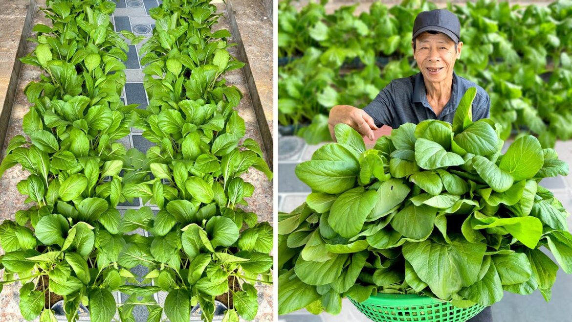 You Must Grow This Vegetable In Winter, It’s Delicious And Harvested Super Fast You Must Grow This Vegetable In Winter, It's Delicious And Harvested Super Fast