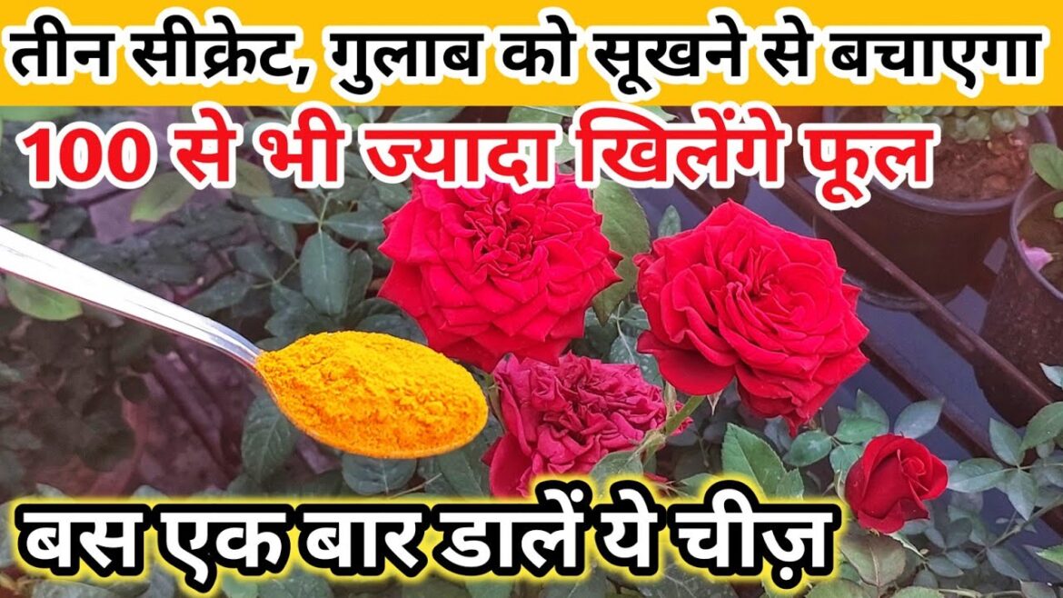 Rose plant growing tips.Rose plant care.How to save rose from dying.3 सीक्रेट गुलाब सूखने से बचाएगा। Rose plant growing tips.Rose plant care.How to save rose from dying.3 सीक्रेट गुलाब सूखने से बचाएगा।