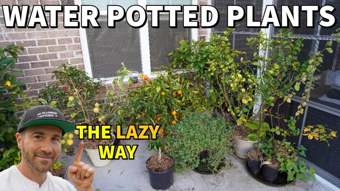 The Laziest Way To Water Potted Plants While Away On Vacation The Laziest Way To Water Potted Plants While Away On Vacation