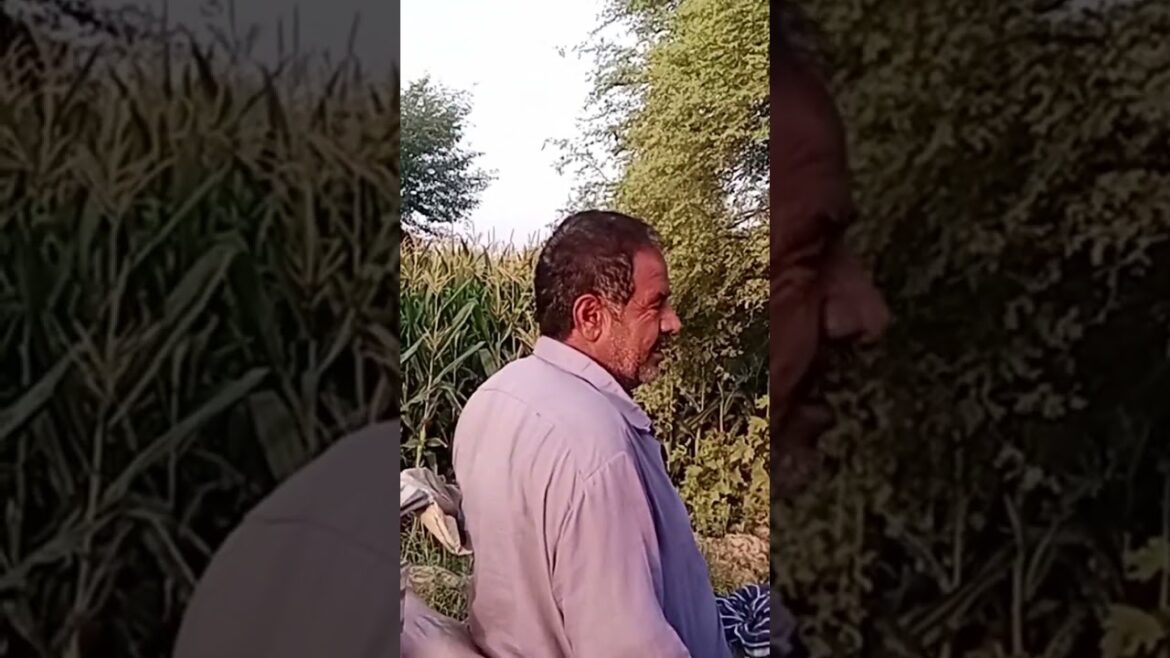 #agriculture #villagelife #morningroutine #morningvibes #beautiful #pakistan #fresh India Punjab