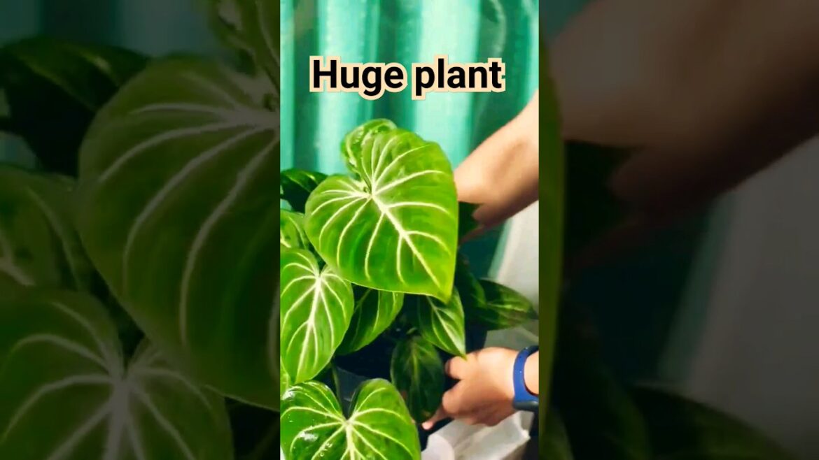 WHAT DO YOU CALL THIS HUGE PLANT?🤩 #shorts #plants #howto #plantlover WHAT DO YOU CALL THIS HUGE PLANT?🤩 #shorts #plants #howto #plantlover