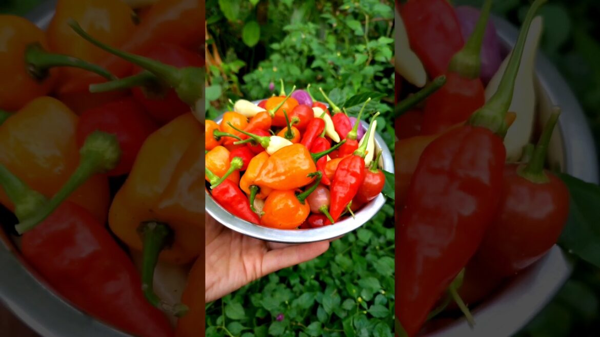 🔥 Growing a Variety of Hot Peppers in South Florida 🔥 #beyondorganic #foodforest