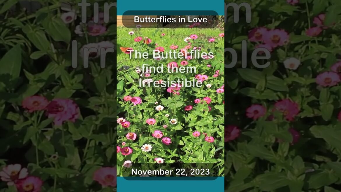 Butterflies in Love in the Heavenly Backyard Garden