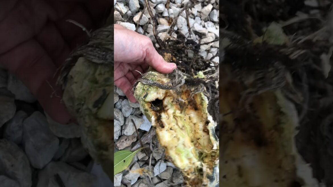 Squash Vine Borer Damage on Zucchini Plant #vegetablegardening #garden #zucchini
