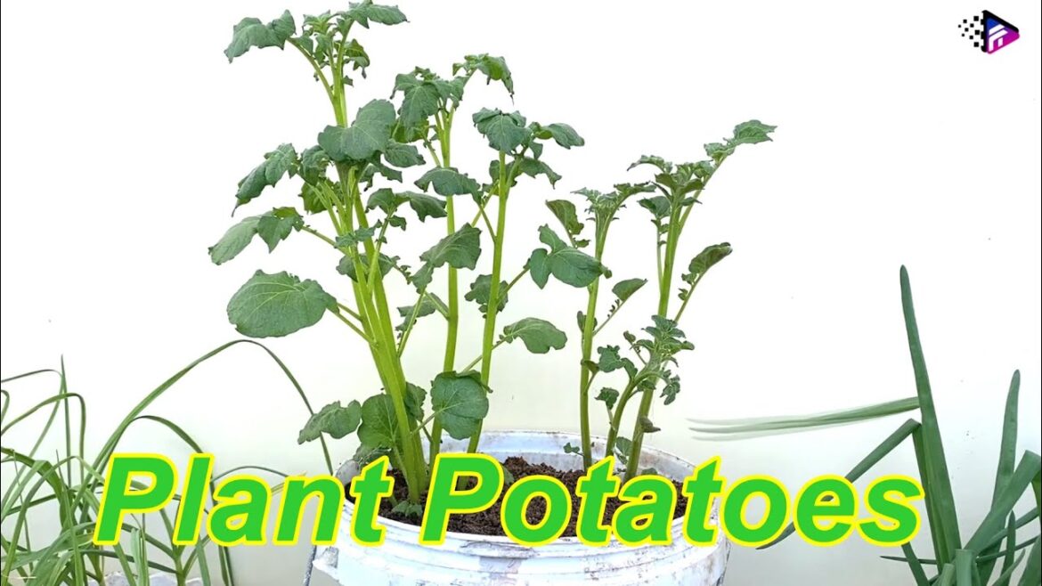 Growing potatoes in plastic containers at home #garden #omg #trending Growing potatoes in plastic containers at home #garden #omg #trending