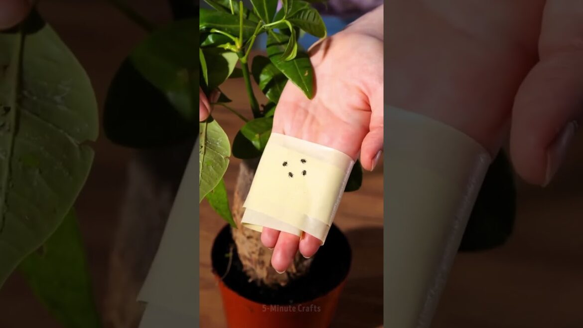 Make your Shorts a hit with ”THESOUL MUSIC – SMOOTH FLOW”: the top trending sound of the month! 🚀🔥 Make your Shorts a hit with ”THESOUL MUSIC - SMOOTH FLOW”: the top trending sound of the month! 🚀🔥