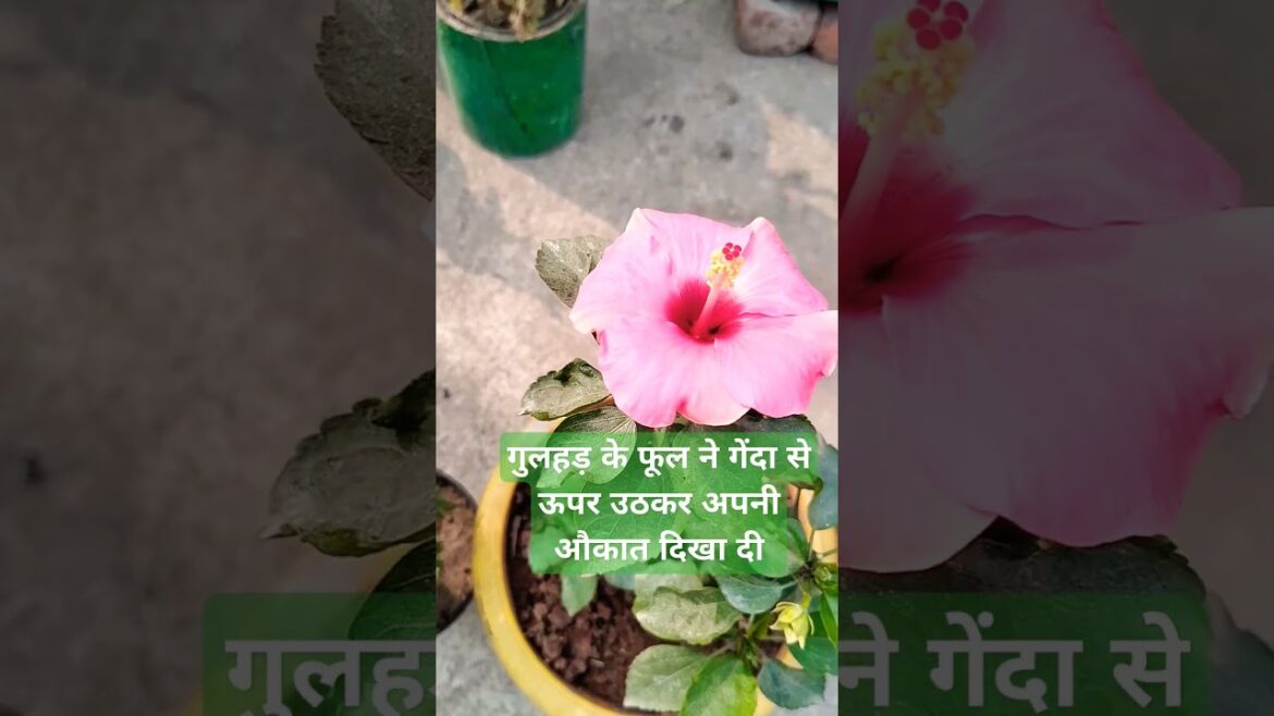 Hibiscus flower ne apni aukaat dikha di #plants #epicgardening #aukat #gardening Hibiscus flower ne apni aukaat dikha di #plants #epicgardening #aukat #gardening