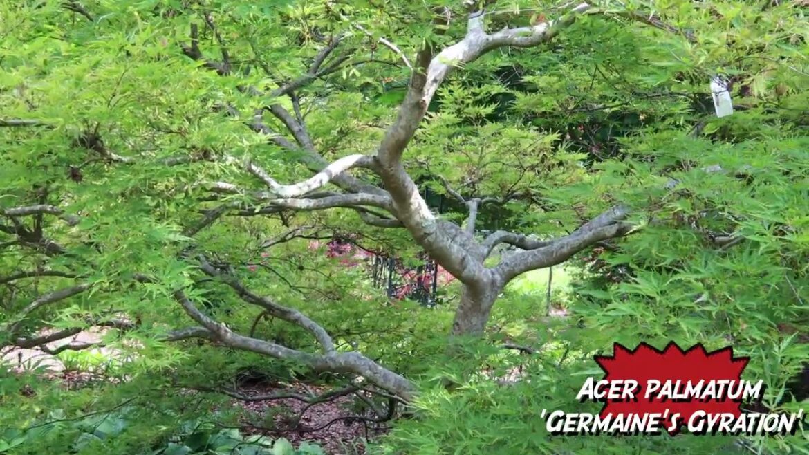 Clip It Up ~ Acer palmatum 'Germaine's Gyration'