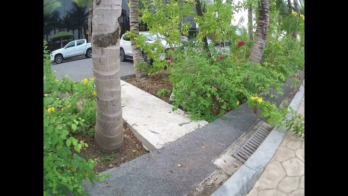 Container Gardening Ideas for Small Spaces