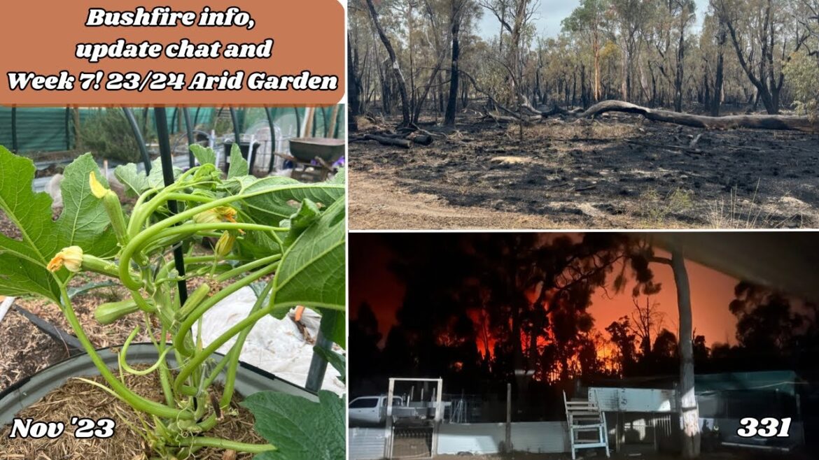 Bushfire Evacuations, Updates, Busy Week 7!  Arid Garden Tour | Off Grid Australia 331
