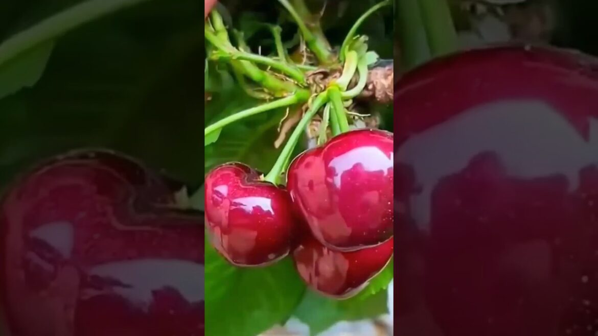 fresh fruits garden #fruits #cutting fresh fruits garden #fruits #cutting