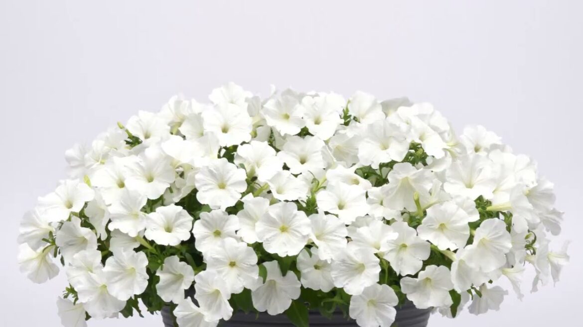 All-America Selections Flowers & Vegetables: Petunia SureShot White Petunia SureShot White