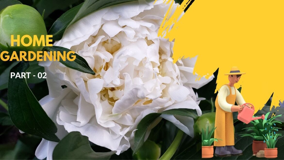 2. How to start container gardening #containergardening #gardening 2. How to start container gardening #containergardening #gardening