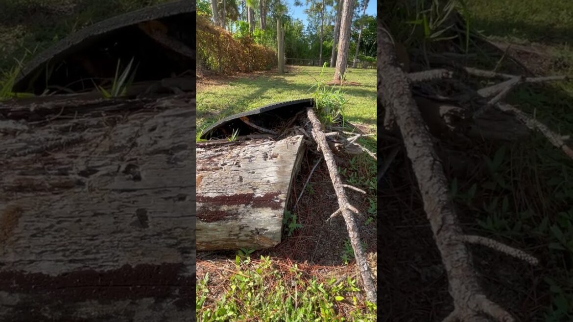 Clearing THE PROPERTY #gardeningcommunity #gardendesign #gardeninginspiration #vegetablegarden