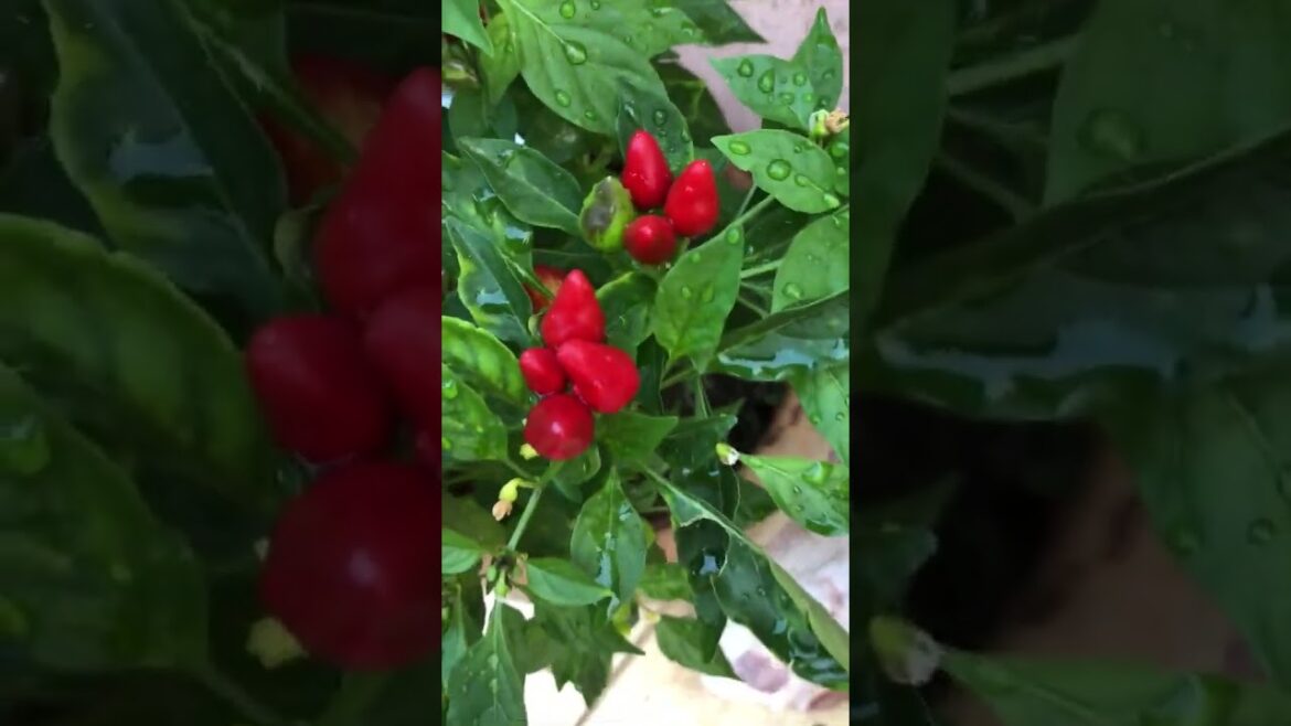 🌶️ Fiery Elegance: Growing Ornamental Peppers in Containers! #shortvideo #gardening #pepper #viral