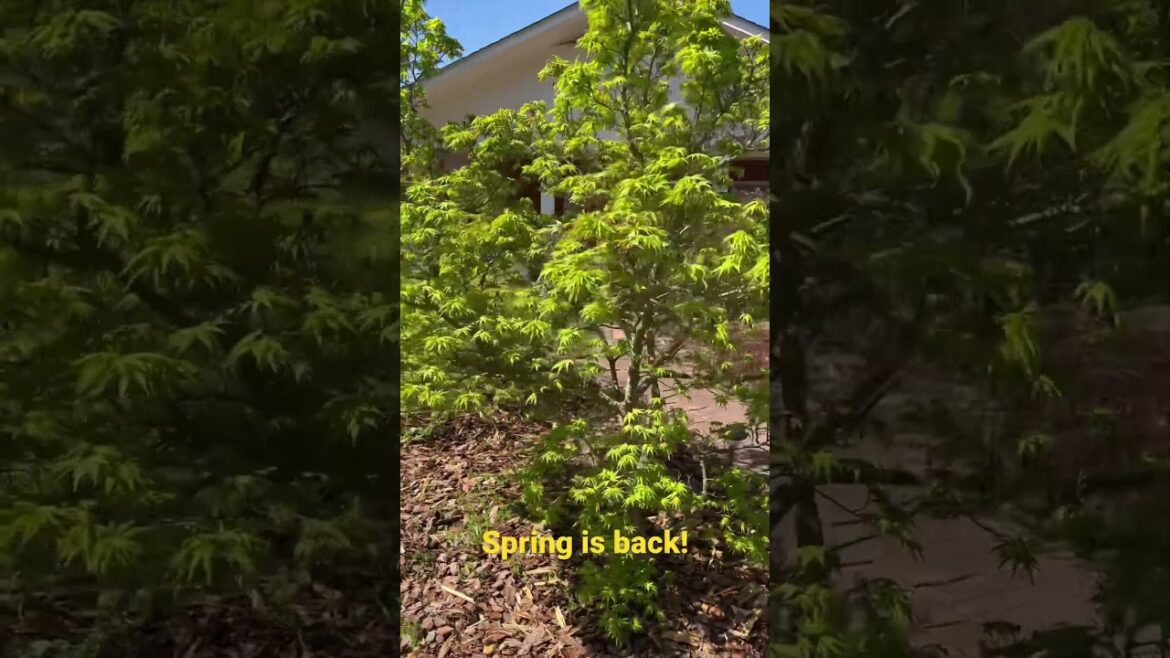 Gardening is back! Springtime ‘Mikawa yatsubusa’ Japanese maple #gardening #garden #springtime