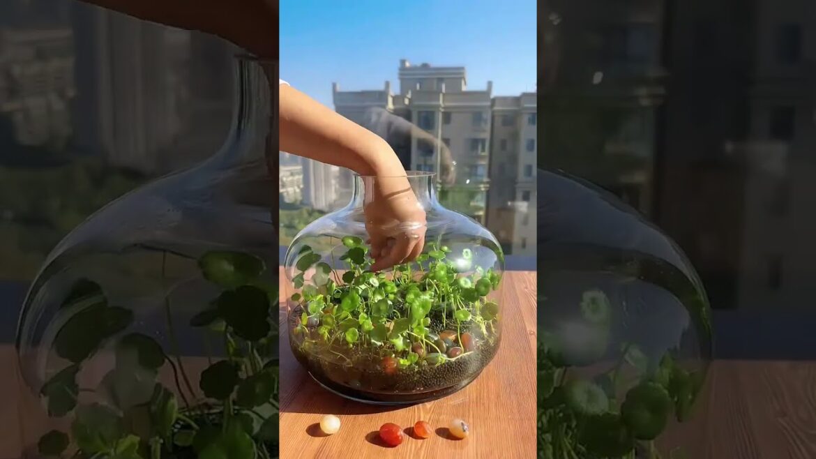 aquariumfishfish  #onlinefish #crocodile #aquatic #gardening #koifish