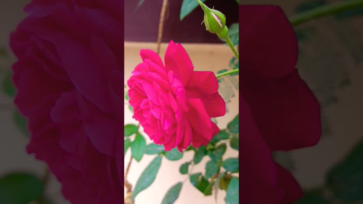 My home gardens Rose 🌹❤️ #viral #trending #bhopal #gardening #garden #gardeningtips #roses #rose