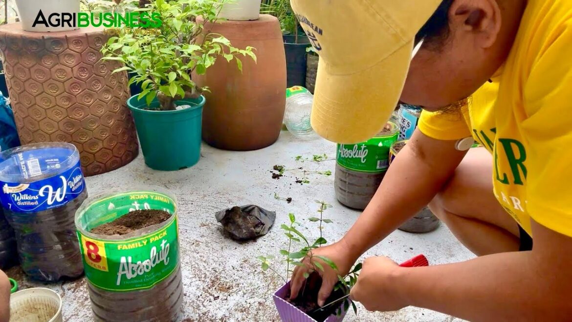 Recycled Containers for Home Gardening + Kitchen Waste Composting Pwede sa City!