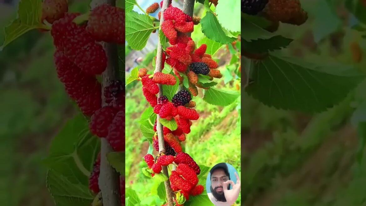 Mulberries fruit #fruitgarden #harvesting #shorts