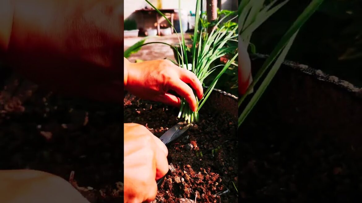 I growing garden and vegetable by MeiMei #shorts #garden #vegetable I growing garden and vegetable by MeiMei #shorts #garden #vegetable