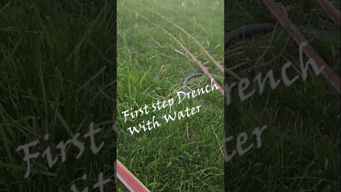 Hack for crab grass #shortsvideo #gardening #tips #socialmedia #social #organic @TalkwithSally