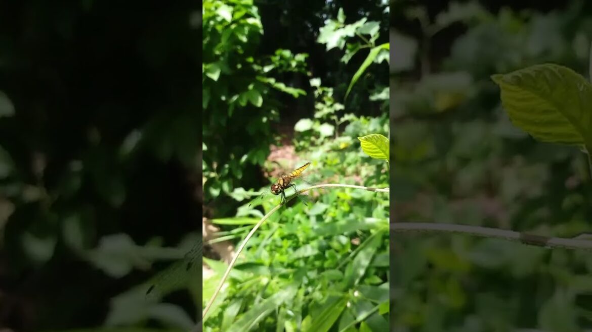 Small Creatures Of Nature 🍂 Golden Dragonfly 🐦 #fly #shorts #subscribe #kids