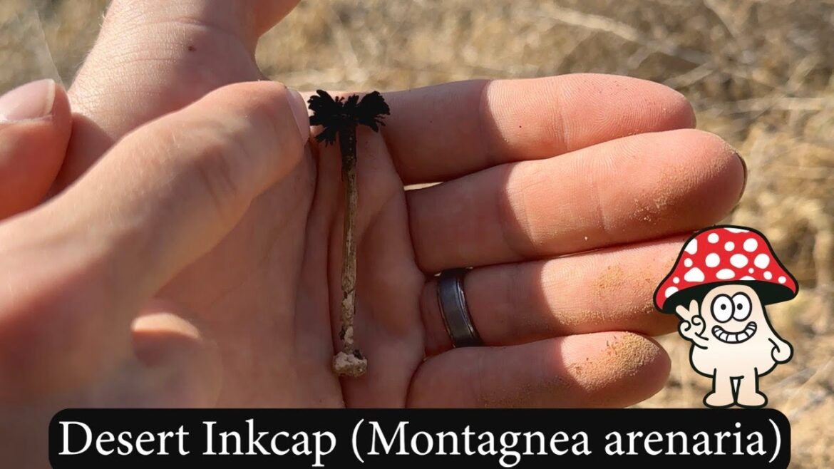 DESERT INKCAP MUSHROOM (MONTAGNEA ARENARIA) DESERT INKCAP MUSHROOM (MONTAGNEA ARENARIA)