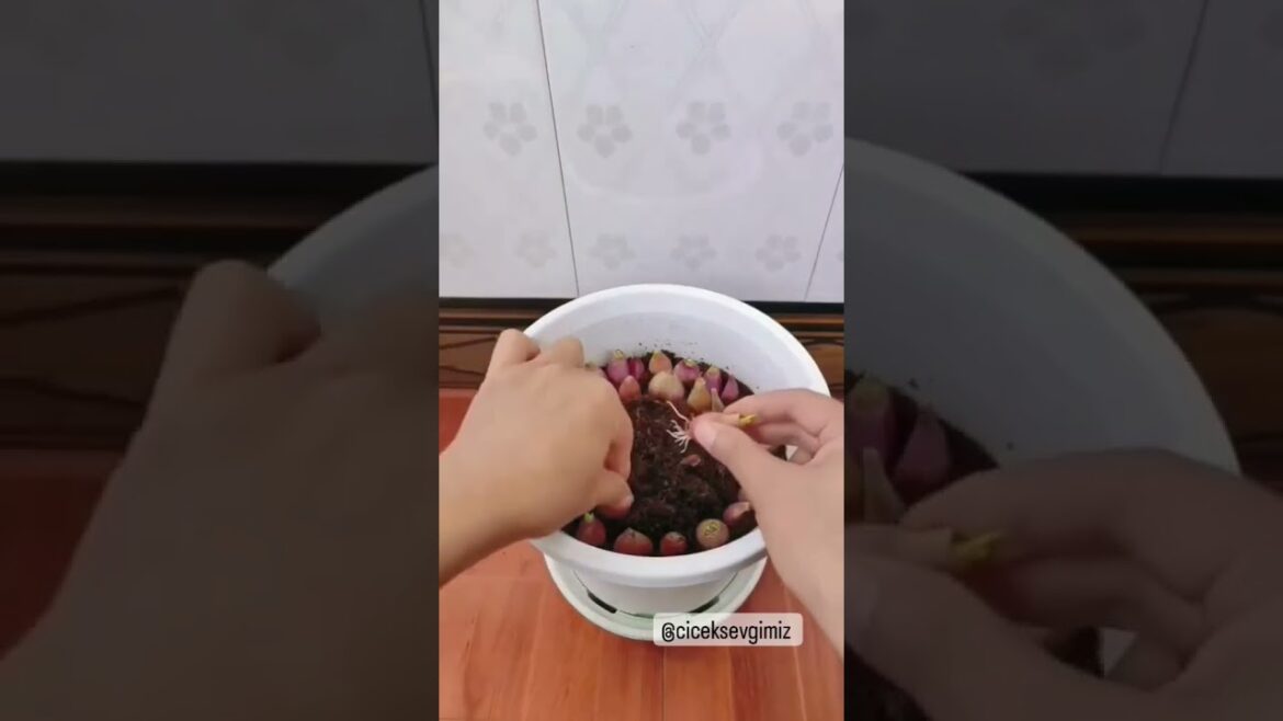 #shorts |amazing-growing-tips😃 #garden#plants#viral