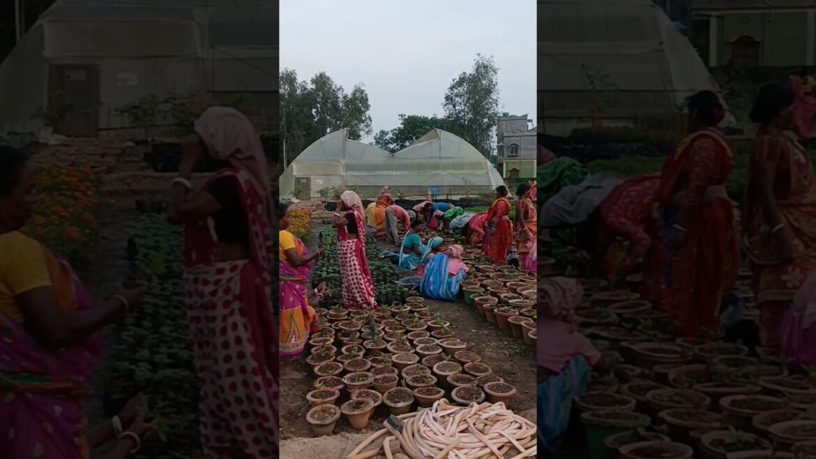 Garden Preparation  #garden #gardening #gardendesign