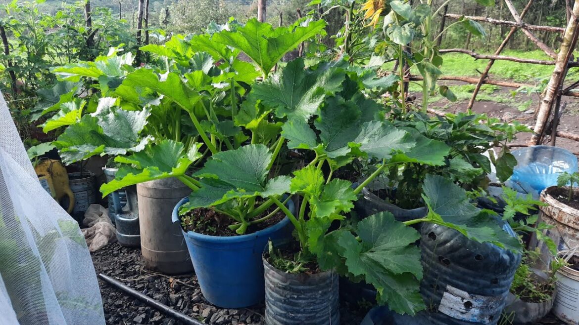 Ways to ensure Potted plants have continuous supply of Nutrients //beuriful nyawe
