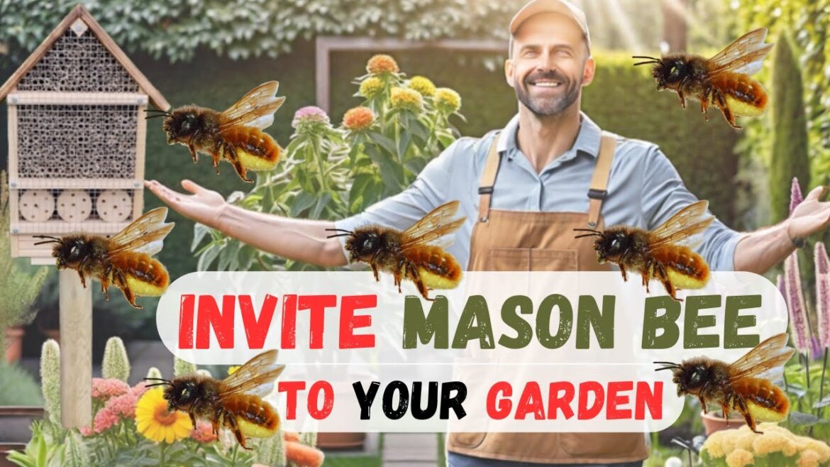 All what you need to know about Red Mason Bee – Increase Yield with the Best Pollinator All what you need to know about Red Mason Bee - Increase Yield with the Best Pollinator