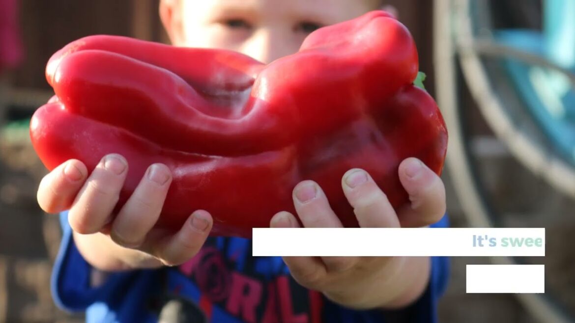 All-America Selections Flowers & Vegetables: Pepper Red IMpact Pepper Red IMpact