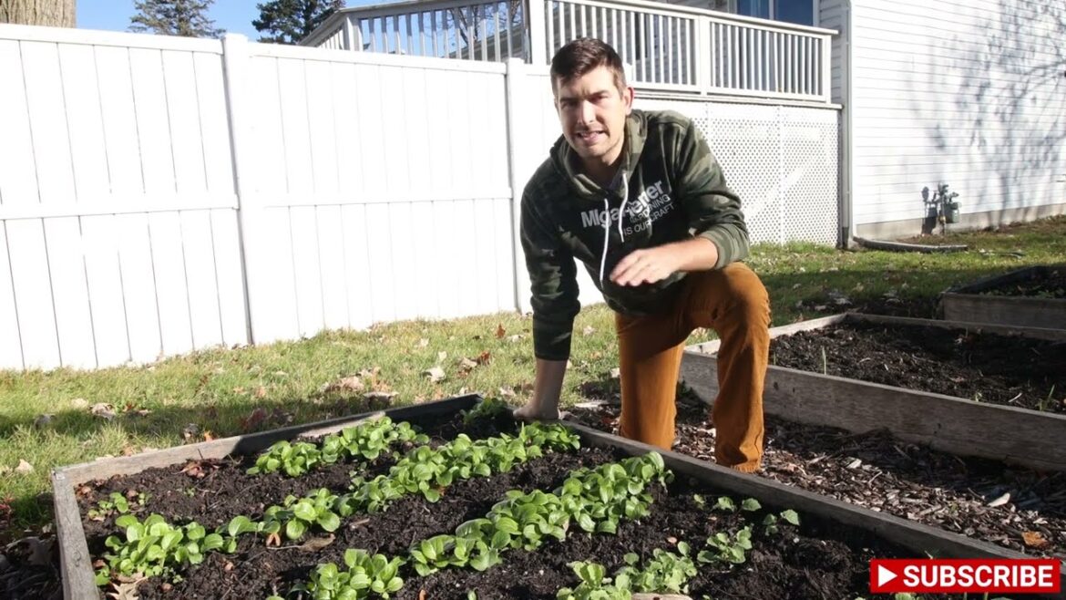 MIgardener: Even In Winter We Grow Our Own Salad Mix! Here’s What We’re Growing! Even In Winter We Grow Our Own Salad Mix! Here's What We're Growing!