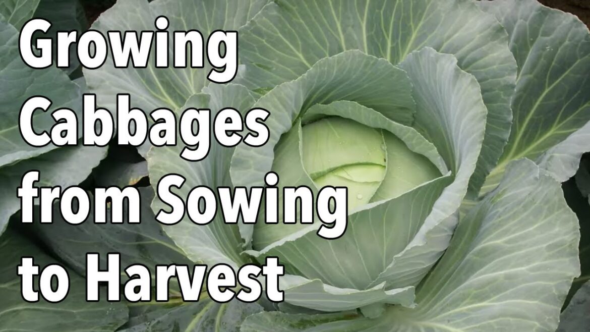 Growing Cabbages from Sowing to Harvest Growing Cabbages from Sowing to Harvest