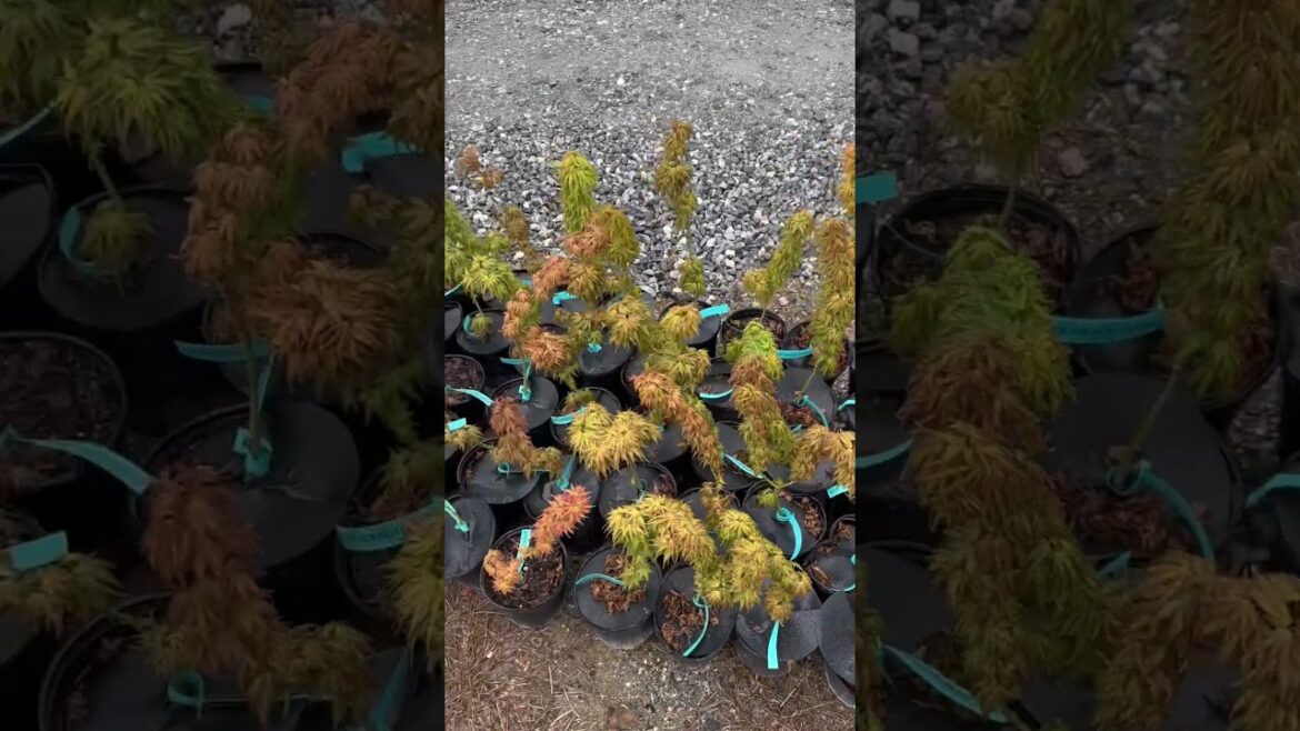 Mikawa yatsubusa seedlings for Bonsai #gardening #garden #maples #bonsai #japanesemaple