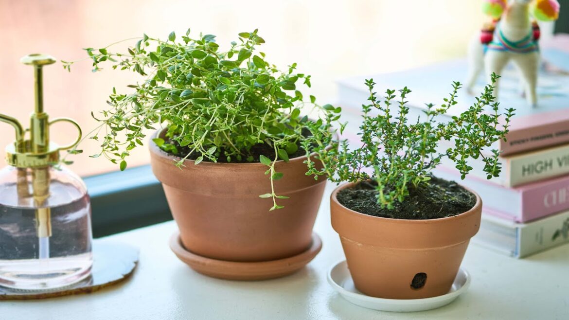 How To Grow Thyme at Home indoors | Grow Herbs in Pots – Gardening Tips How To Grow Thyme at Home indoors | Grow Herbs in Pots - Gardening Tips