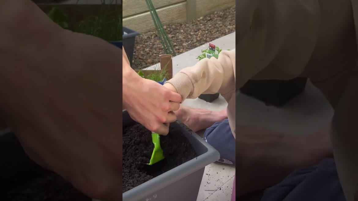 FIRST VEGGIE GARDEN WITH KIDS #gardening #organicgardening #urbangardening #containergardening